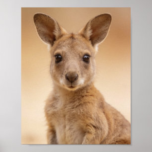 Baby-Känguru Porträtt – Söt Nursery Djur Vägg Poster