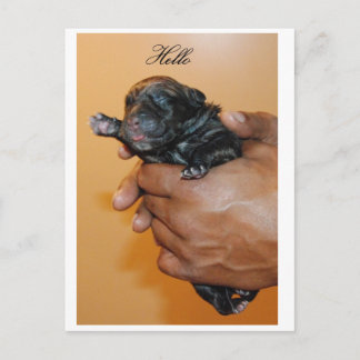 Baby Käpp Corso II-vykort Vykort