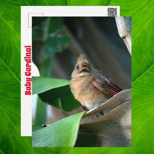 Baby kardinal Wildlife Cute Photography Vykort
