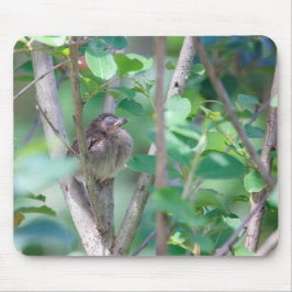 Baby kardinalspolning musmatta