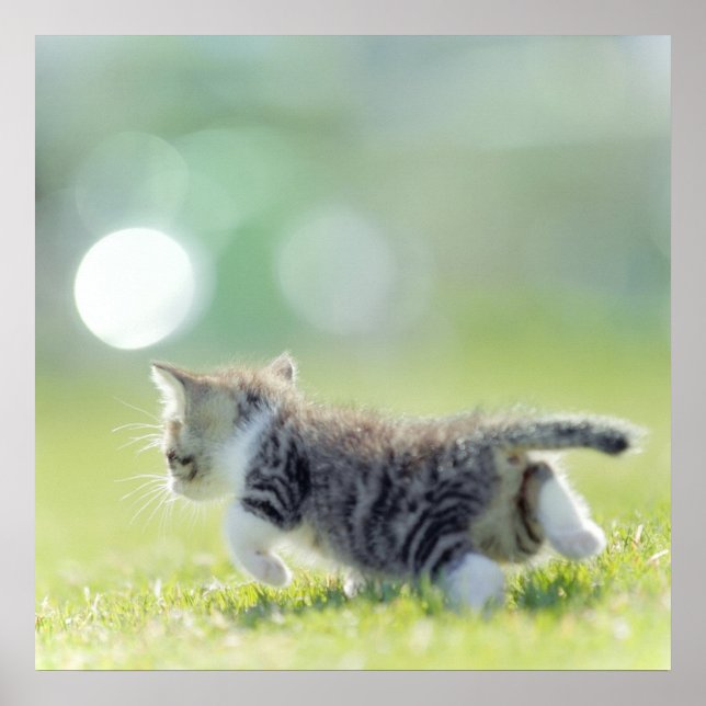 Baby-katten springer på gräs fält. poster (Framsidan)