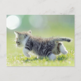 Baby-katten springer på gräs fält. vykort