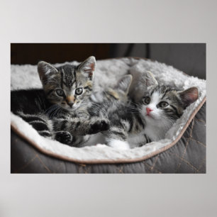baby kittens poster