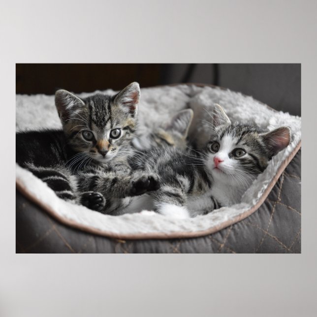 baby kittens poster (Framsidan)