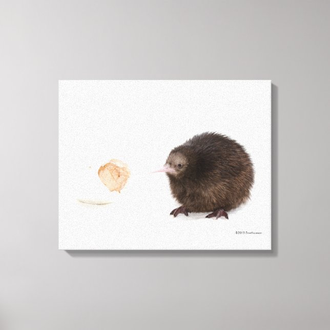 Baby Kiwi Bird som kläckts ur ägg Canvastryck (Framsida)