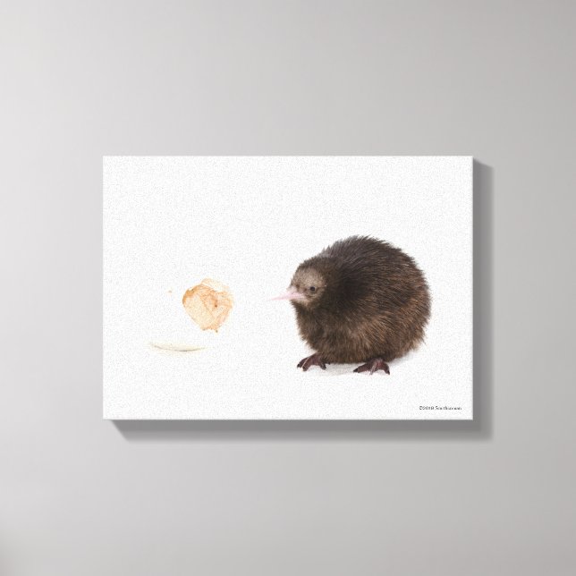Baby Kiwi Bird som kläckts ur ägg Canvastryck (Framsida)