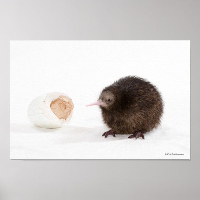 Baby Kiwi Bird som kläckts ur ägg Poster (Framsidan)