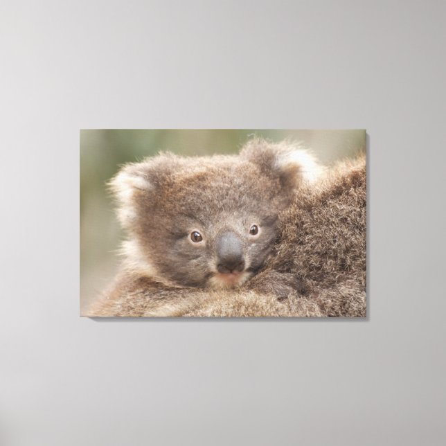 Baby Koala Canvastryck (Framsida)