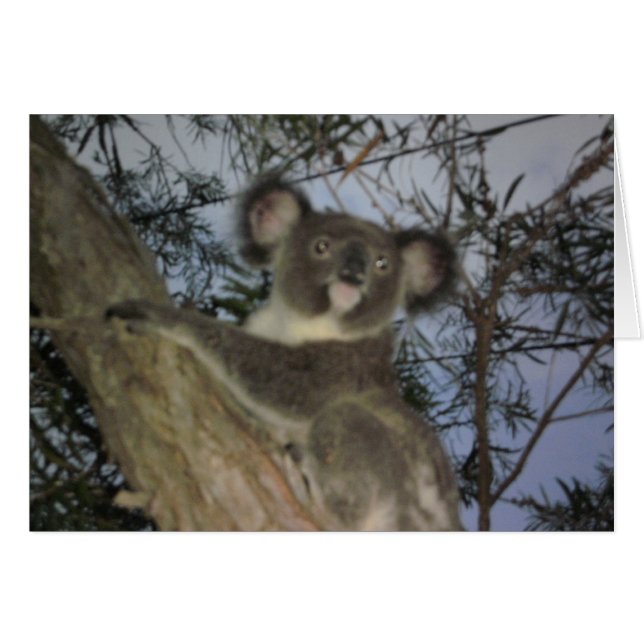 Baby Koala-kort OBS Kort (Framsidan Horizontal)