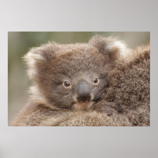 Baby Koala Poster (Framsidan)