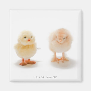 Baby-kyckling och fejk-kyckling magnet