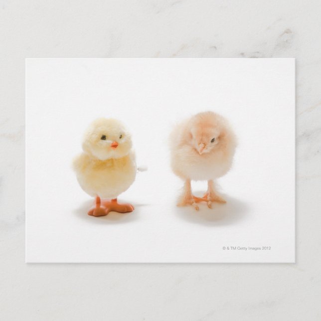 Baby-kyckling och fejk-kyckling vykort (Framsida)