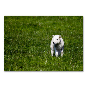 Baby Lamb Bordsnummer