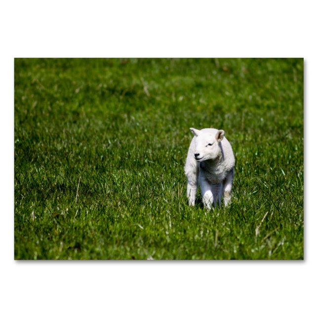 Baby Lamb Bordsnummer (Framsidan)