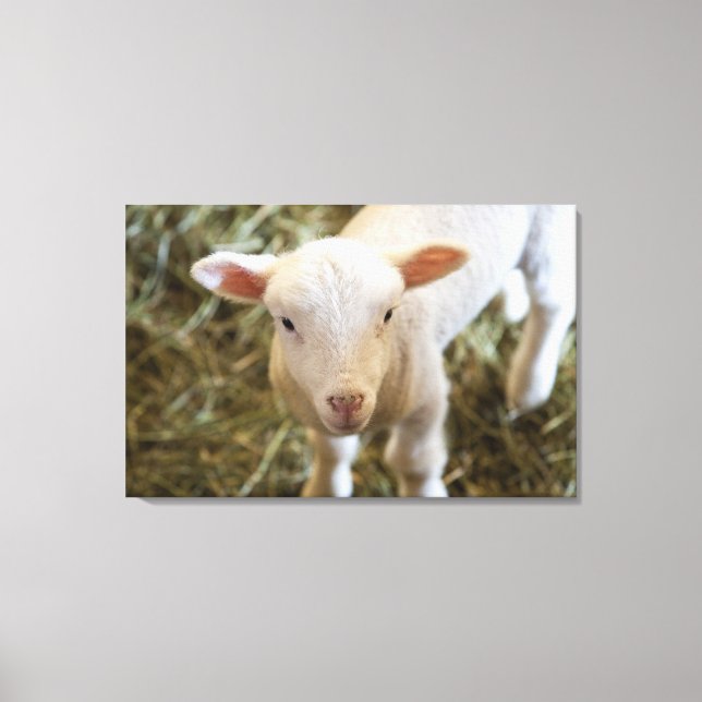 Baby Lamb Canvastryck (Framsida)