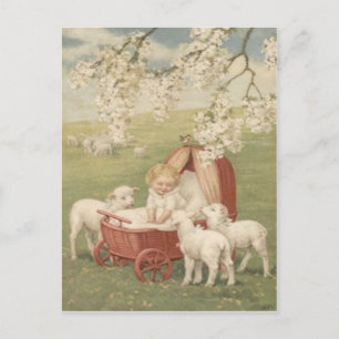 Baby Lamb Dogwood Träd Fält Vykort