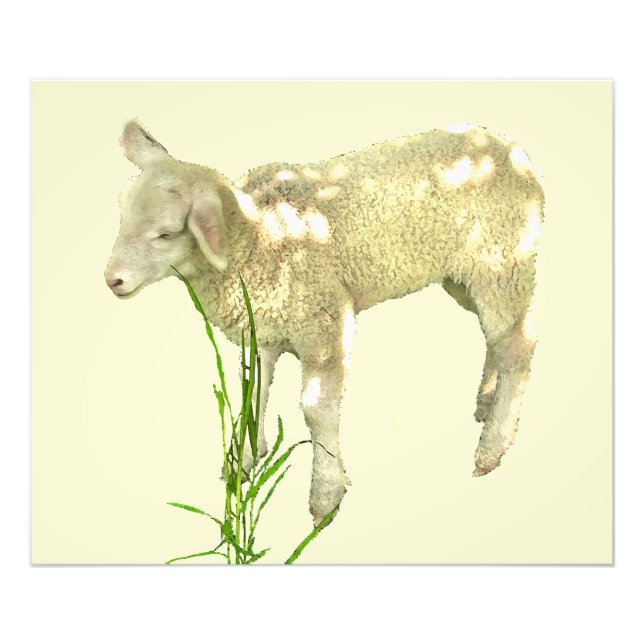 Baby Lamb i grus på Gult Fotoutskrift Fototryck (Framsidan)