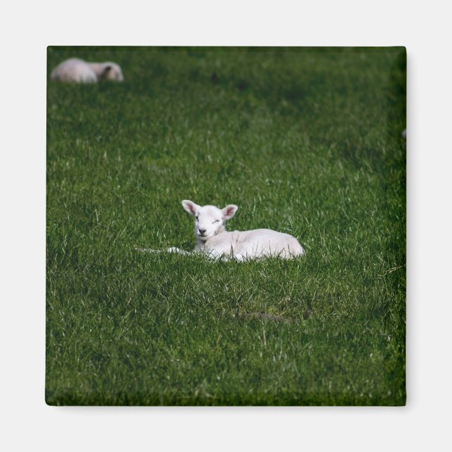 Baby Lamb Magnet (Framsidan)