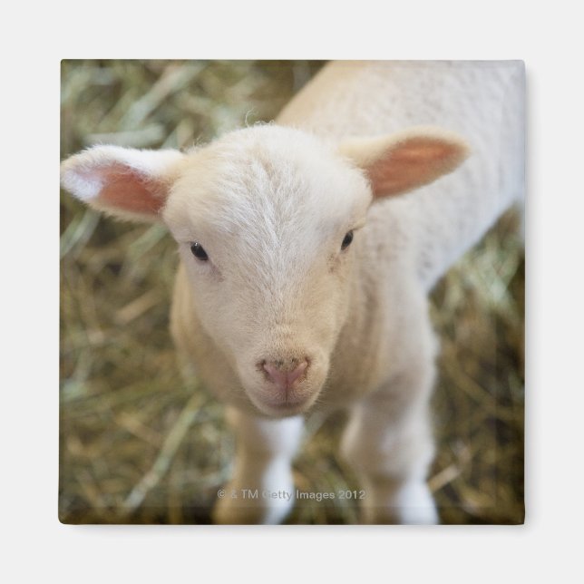 Baby Lamb Magnet (Framsidan)