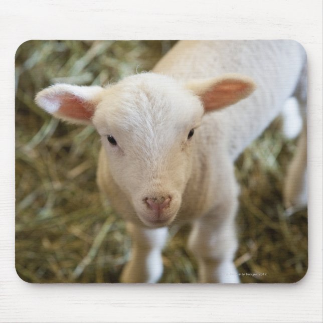 Baby Lamb Musmatta (Framsidan)
