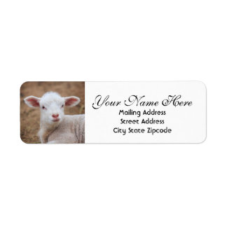 Baby Lamb Returadress Returadress Etikett