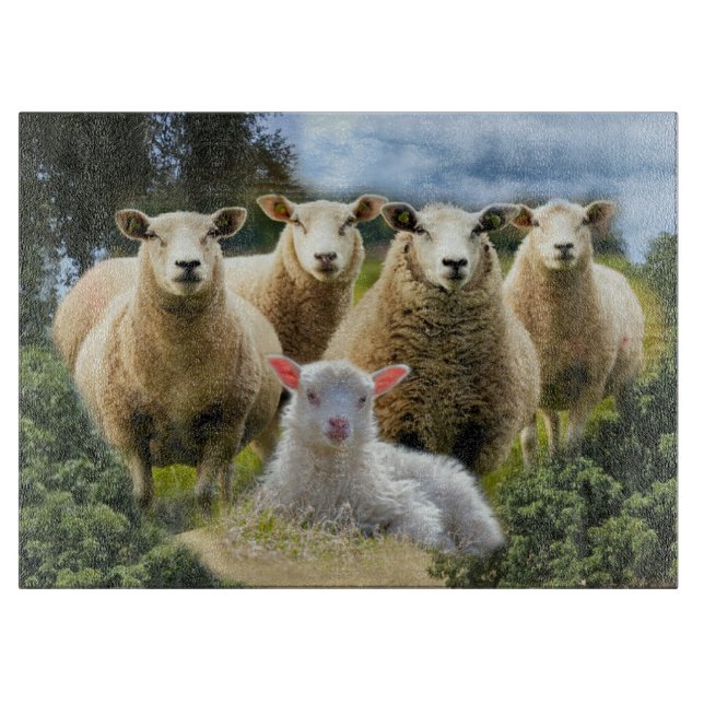 Baby Lamb Sheep Herp Flock (Framsidan)