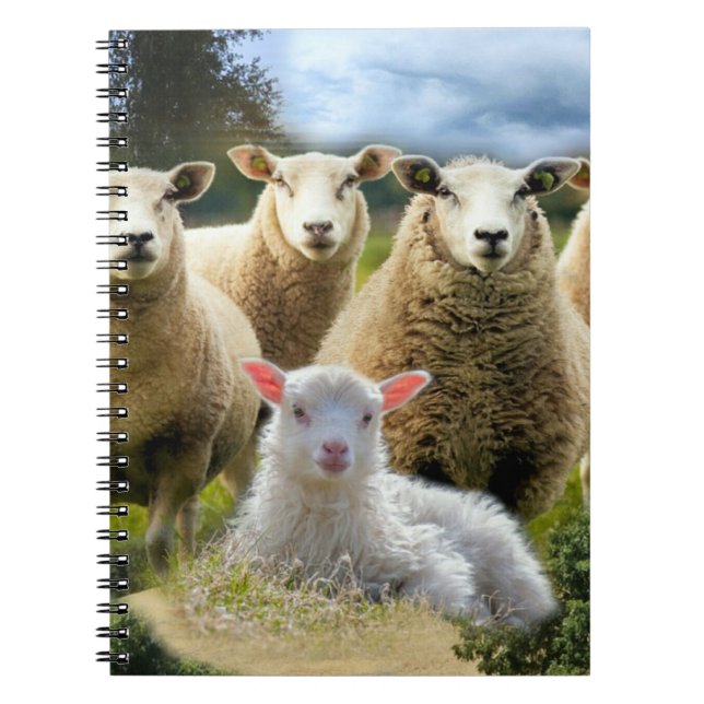 Baby Lamb Sheep Herp Flock Anteckningsbok (Framsidan)