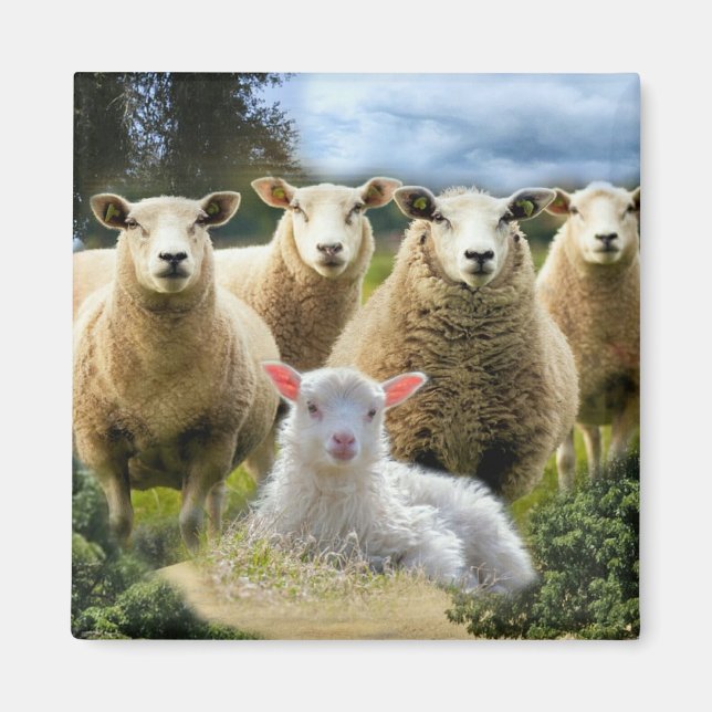 Baby Lamb Sheep Herp Flock Magnet (Framsidan)
