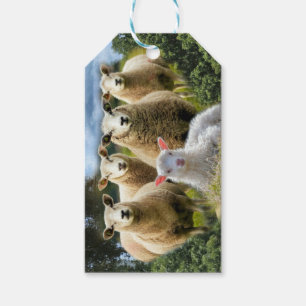 Baby Lamb Sheep Herp Flock Presentetikett