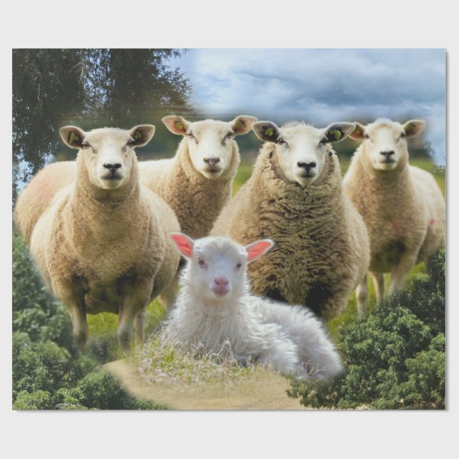 Baby Lamb Sheep Herp Flock Presentpapper (Platt)