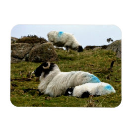 Baby Lamb Spipande nära Wistmans trä Magnet