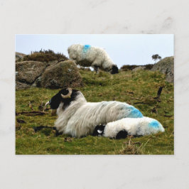 Baby Lamb Spipande nära Wistmans trä Vykort