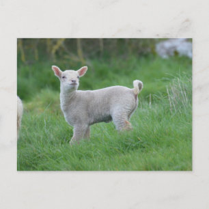 Baby Lamb Vykort