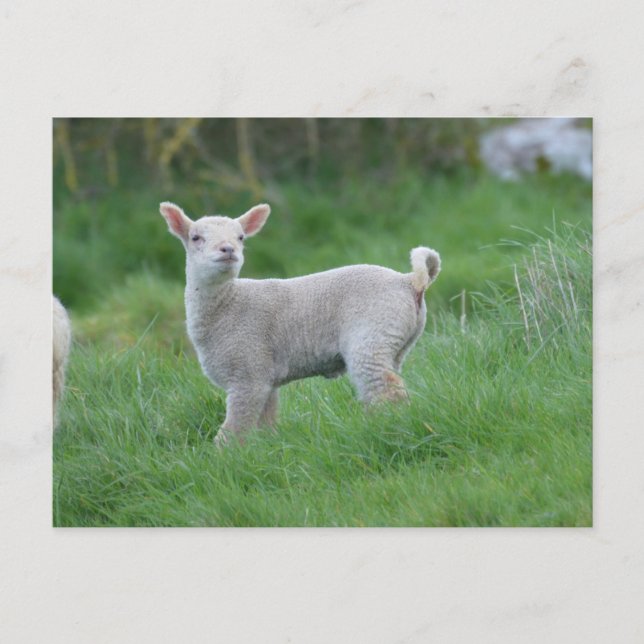 Baby Lamb Vykort (Framsida)