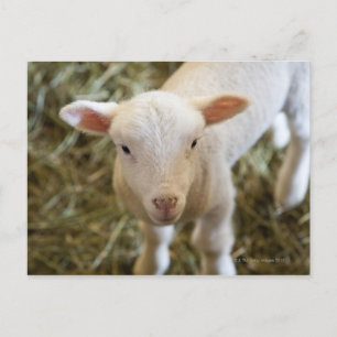 Baby Lamb Vykort