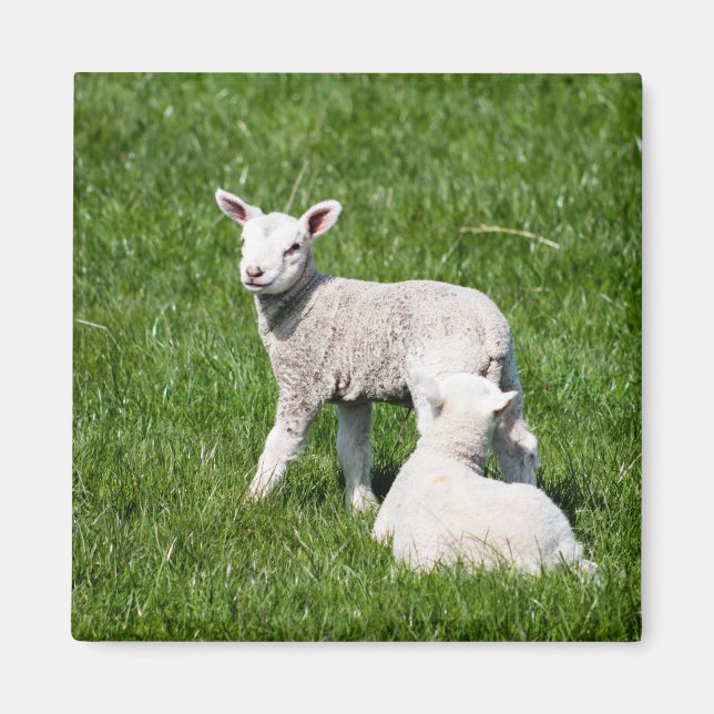 Baby Lambs Magnet (Framsidan)
