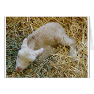 Baby-lamm-sömn - kort