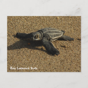Baby Leatherback Turtle Vykort