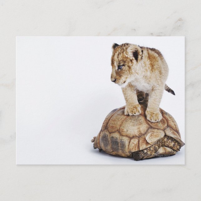 Baby lejon ställning på sköldpadda, vit bakgrund vykort (Framsida)