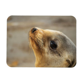 Baby Lejona ansikte Magnet