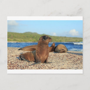 Baby (lejona Galapagosöarna) Vykort