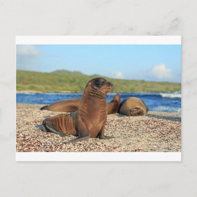 Baby (lejona Galapagosöarna) Vykort (Framsida)