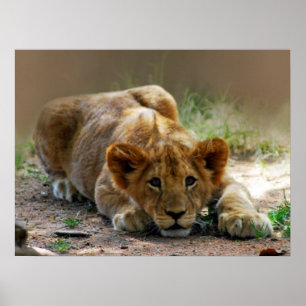 Baby lejona unge poster