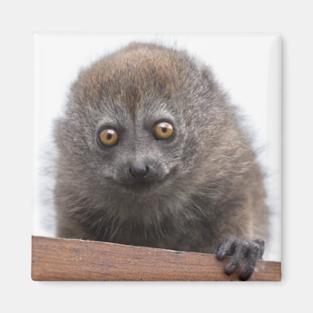 Baby Lemur Magnet (Framsidan)