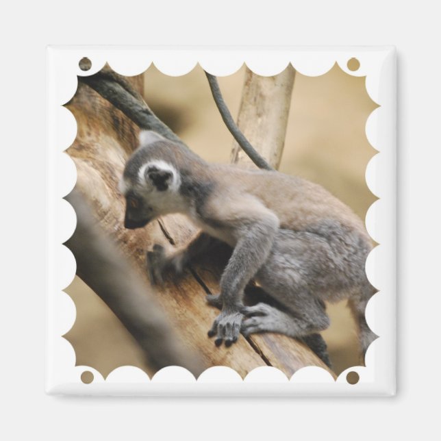 Baby Lemur Magnet (Framsidan)