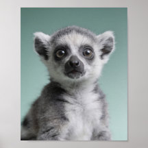 Baby Lemur Porträtt – Söt Nursery Djur Väggkonst