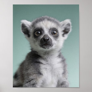 Baby Lemur Porträtt – Söt Nursery Djur Väggkonst