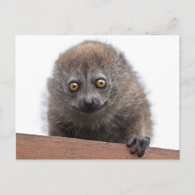 Baby Lemur-vykort Vykort (Framsida)