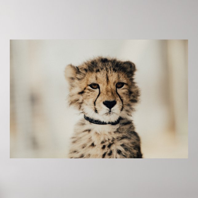 BABY LEOPARD POSTER (Framsidan)