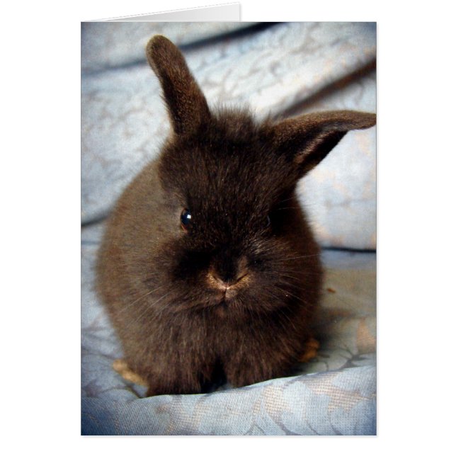 Baby Lionhead Bunny Hälsningskort (Framsidan)